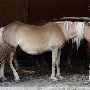 Equus caballus caballus haflinger