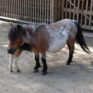 Equus caballus caballus shetland
