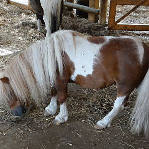 Equus caballus caballus shetland