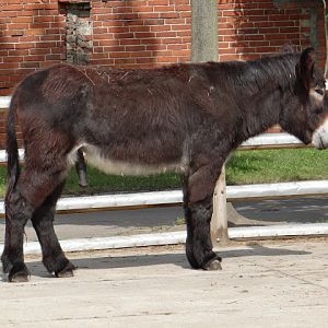 Equus asinus asinus poitou