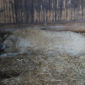 Sus scrofa scrofa domestic