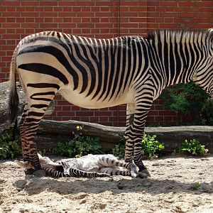 Equus zebra hartmannae