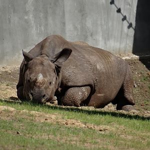 Rhinoceros unicornis