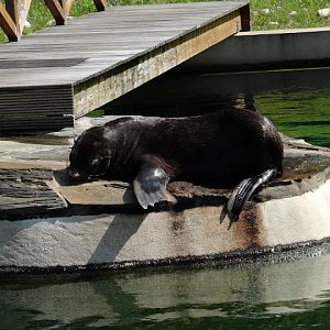 Arctocephalus pusillus pusillus