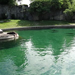 Swimming pool - Arctocephalus pusillus pusillus