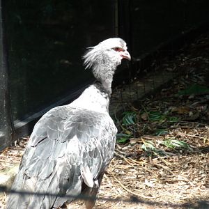 Crested Screamer