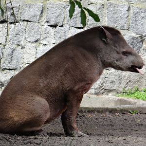 Tapirus terrestris