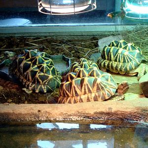 Geochelone platynota