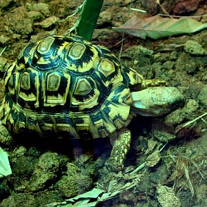 Geochelone pardalis