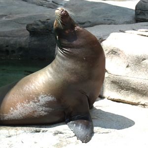 California Sea Lion