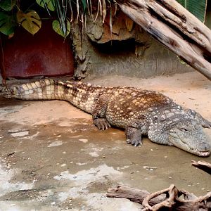 Crocodylus niloticus