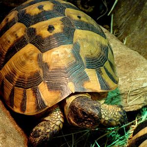 Testudo graeca ibera