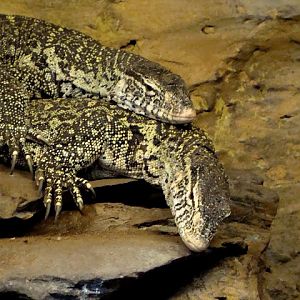 Varanus niloticus -
