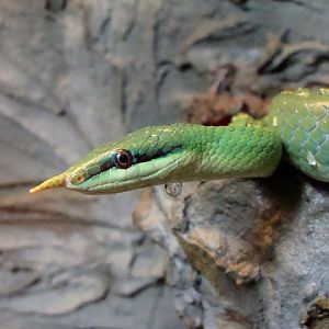 Rhynchophis boulengeri