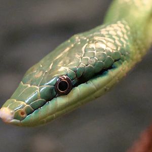 Rhynchophis boulengeri