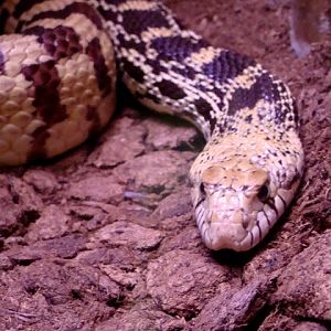 Pituophis melanoleucus