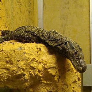 Varanus salvadorii female