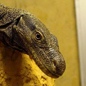 Varanus salvadorii female