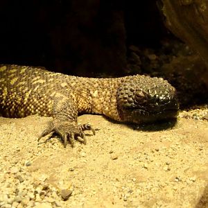 Heloderma horridum