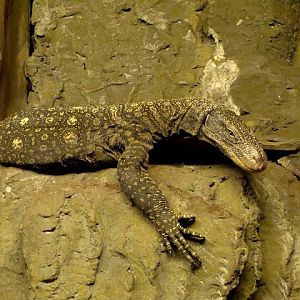 Varanus salvadorii male