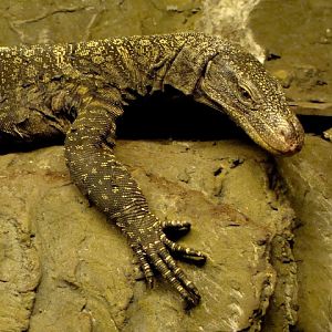 Varanus salvadorii male