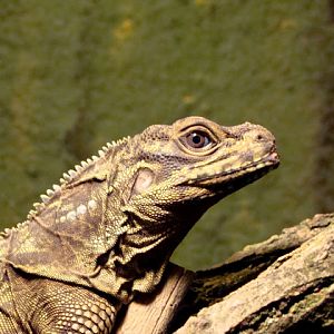 Hydrosaurus pustulatus