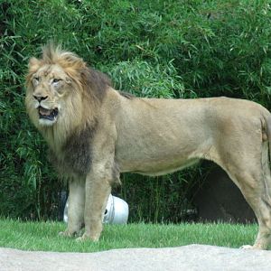Transvaal Lion