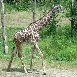 Masai Giraffe