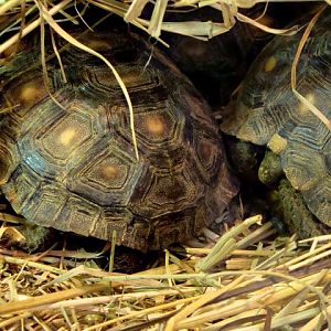 Gopherus berlandieri