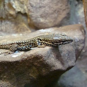 Podarcis muralis