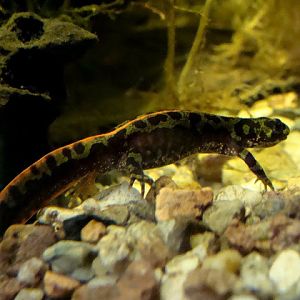 Triturus marmoratus