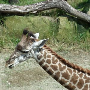 Masai Giraffe