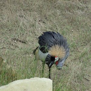 East African Crowned Crane