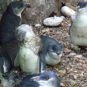 Little Blue Penguins