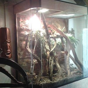 Enclosure Emerald tree monitor