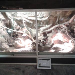Enclosure Rhinoceros iguanas
