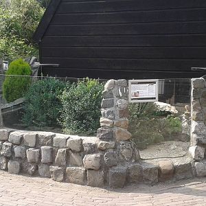 Enclosure Dwarf mongooses