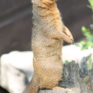 Dwarf mongoose