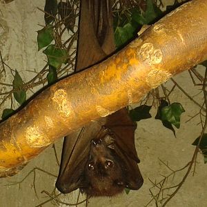 Malayan Giant Flying fox