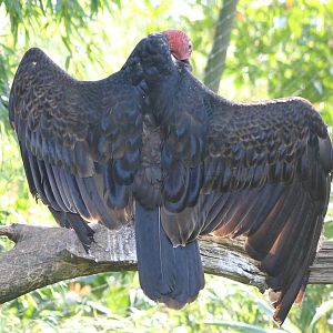 Turkey vulture