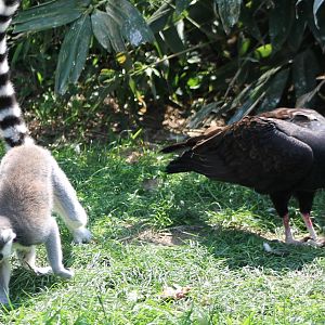 Ring-tailed lemur and Turkey vulture