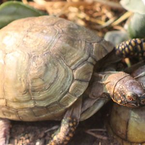 Box turtle Terrapene carolina triunguis