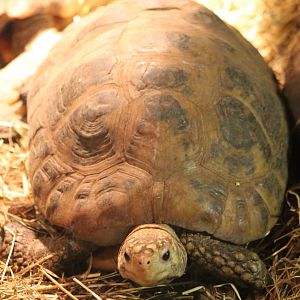Yellow-headed tortoise