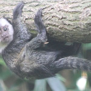 Young White-fronted marmoset