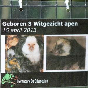 Birth-sign White-fronted marmoset