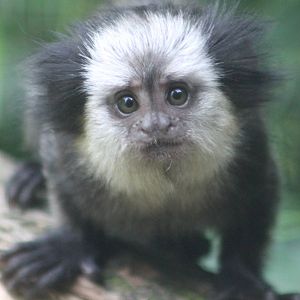 Young White-fronted marmoset