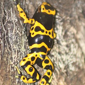 Dendrobates leucomelas