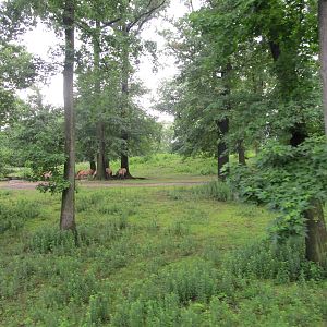 Bronx Zoo- Mongolian Wild Horse Exhibit