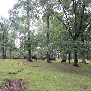 Bronx Zoo- Gaur/ Brow Antlered Deer Exhibit