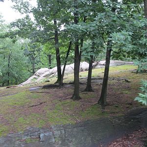 Bronx Zoo- Himalayan Tahr Exhibit
